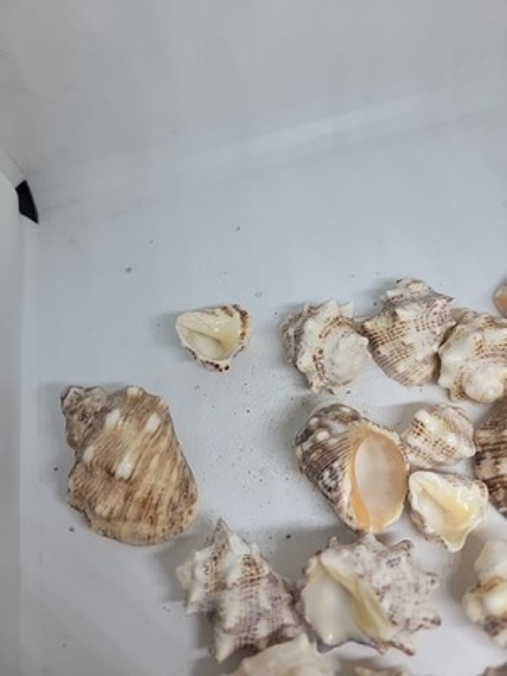 Murex Sea Shell Collection 23 Shells From Old Collection - Picture 3 of 4